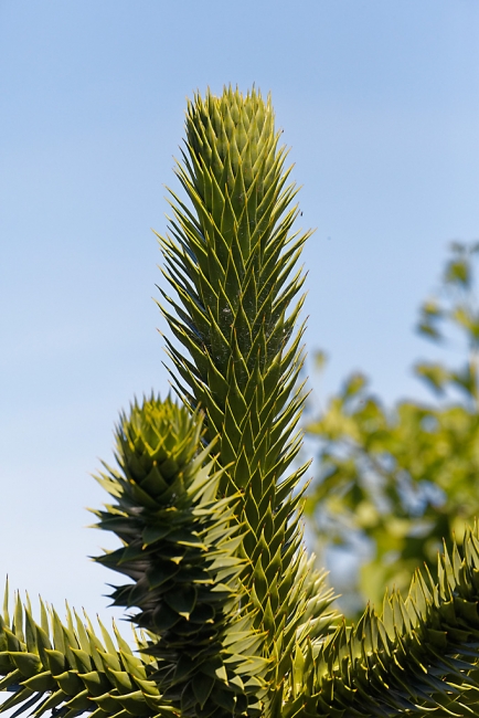 Jardin Botanique de la Bastide-060